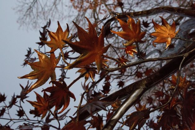 Maple Leaves